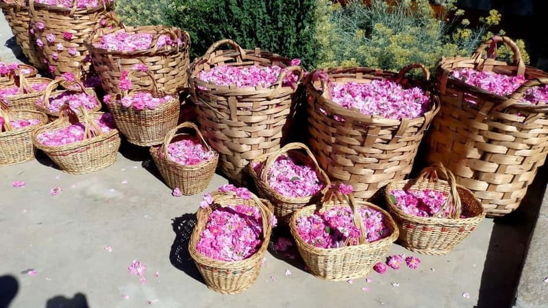 From Sofia: The Rose Valley & Koprivshtitsa 12 hrs Day Tour - Exploring the Heart of Bulgaria’s Rose Industry at Damascena