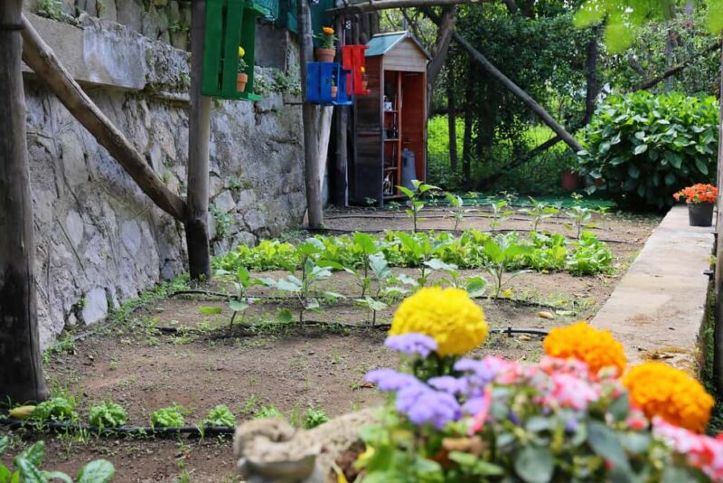 From Sorrento to Meta: cook with a local family and enjoy the garden!! - Exploring the Sorrento Garden with Citrus and Mediterranean Plants
