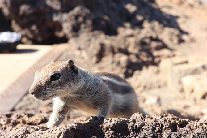 From South Fuerteventura 4x4 Tour Corralejo Dunes and El Cotillo - Logistics and Group Size