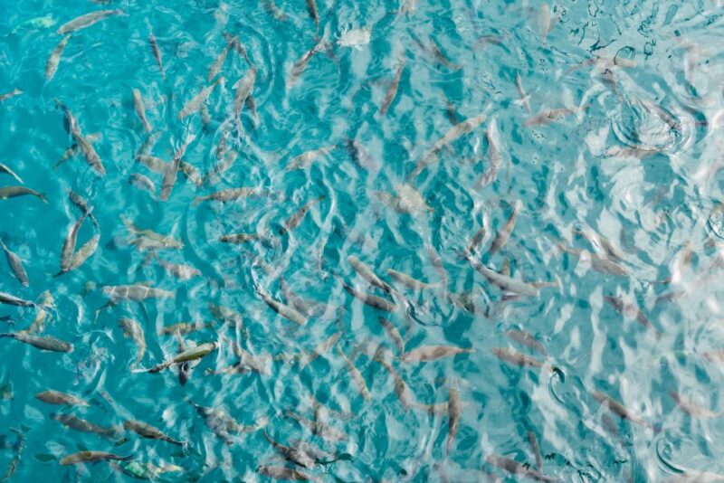 From South Tenerife: La Gomera Island Day Trip with Lunch - Lunch at the Mountain Top with Whistling Demonstration