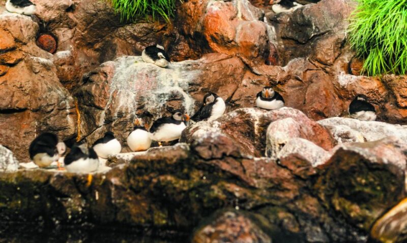 From South Tenerife: Loro Park Zoo Ticket & Hotel Transfers - Katandra TreeTops: An Aerial Bird Encounter