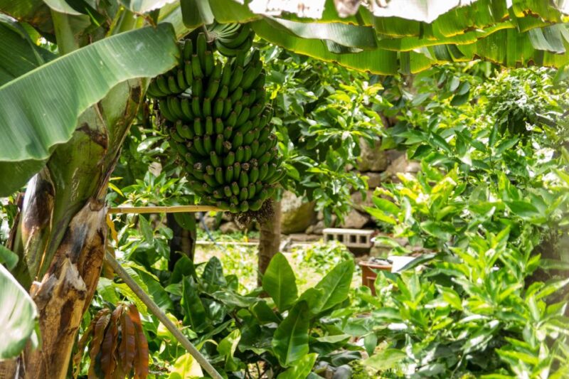 From South Tenerife: VIP Grand Tour Tenerife island - Exploring the UNESCO World Heritage Site: Teide National Park