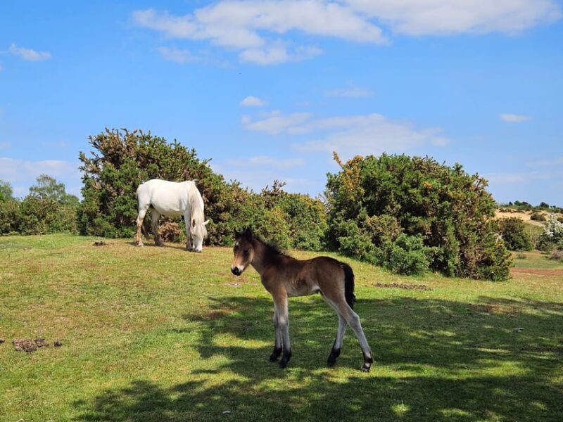 From Southampton: New Forest and Salisbury Private Tour - Lyndhurst, the Heart of the New Forest