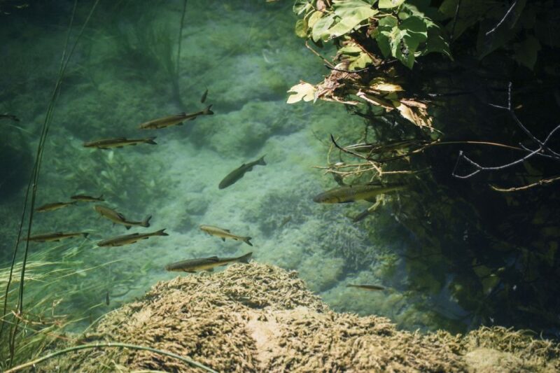 From Split: Krka Waterfalls, Food & Wine Tasting Tour - Relaxing Boat Cruise to Skradin