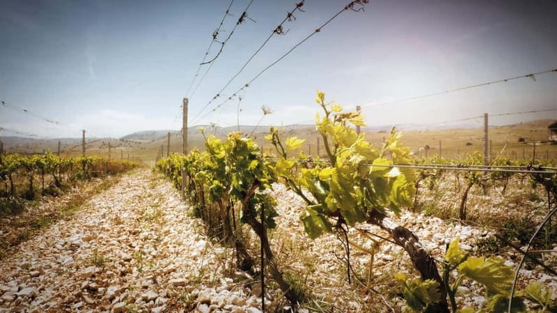 From Split: Krka Waterfalls, Primoten, and Winery Day Trip - Personalized Experience and Flexible Itinerary