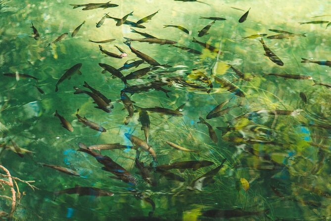 From Split: Krka Waterfalls Tour, Boat Cruise & Swimming - The Guides: Knowledgeable, Friendly, and Multilingual