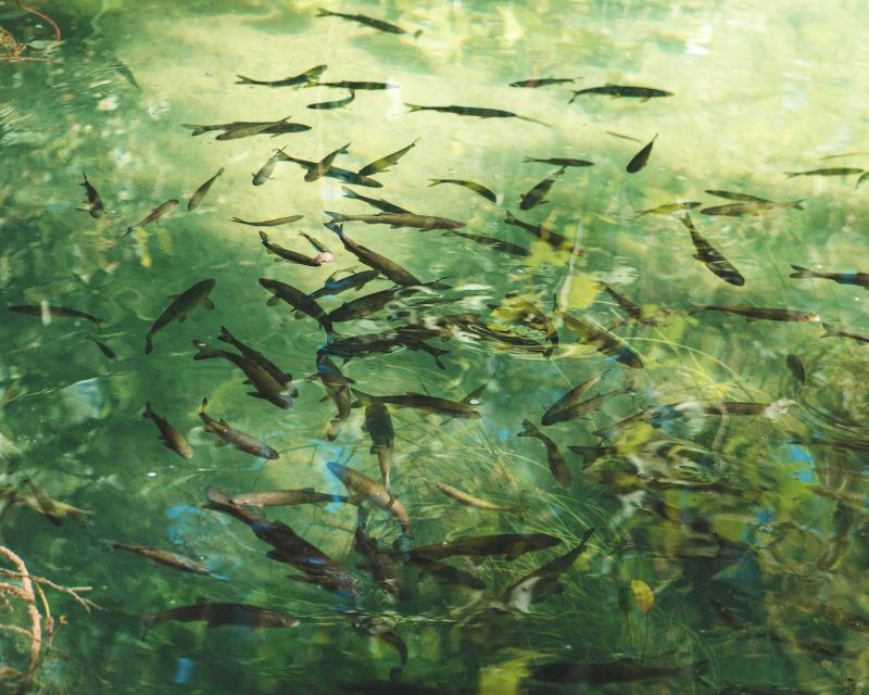 From Split: Krka Waterfalls Tour with Boat Cruise & Swimming - Pacing and Crowd Management