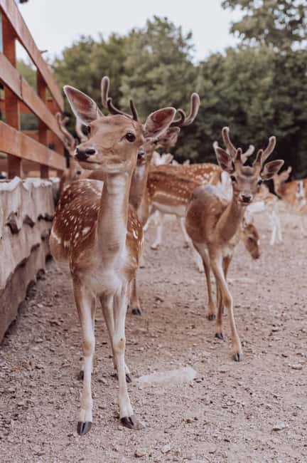 From Split: Magical Plitvice Lakes and Hidden Deer Ranch - Comparing This Tour to Similar Experiences