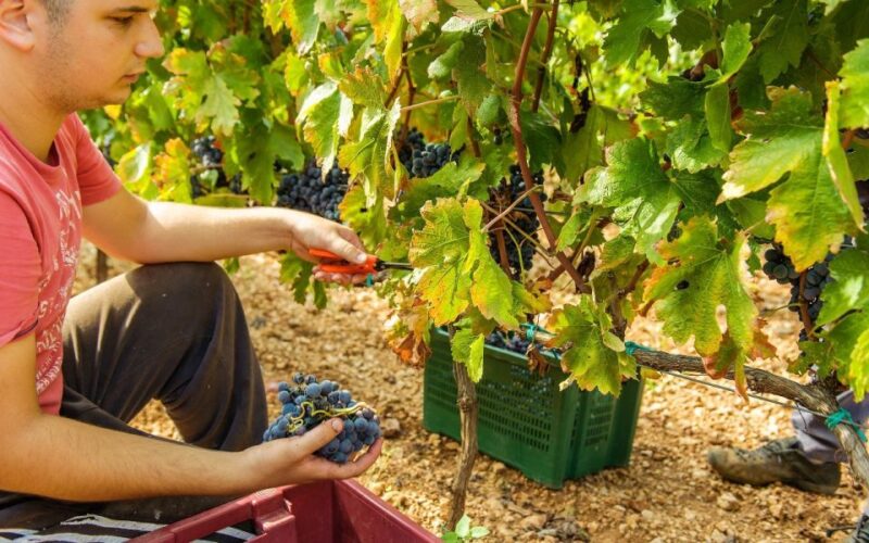 From Split or Trogir: Krka National Park & Wine Tasting Tour - Logistics: Transfers, Timing, and Customization