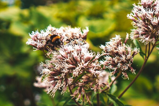 From Split: Self-Guided Plitvice Lakes Day Tour with Boat Ride - Options for Panoramic Boat and Train Rides