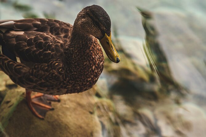 From Split: Self-Guided Plitvice Lakes Day Tour with Boat Ride - Weather Considerations and Cancellation Policy