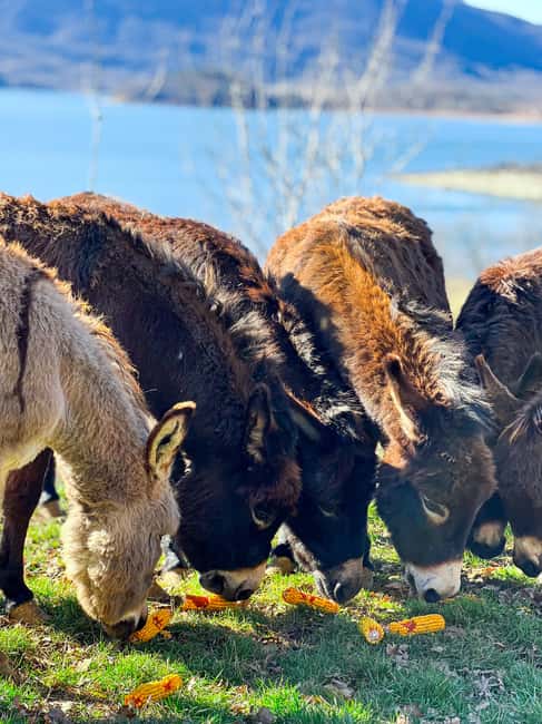 From Split: Sinj's Alka, Eye of the Earth, & Rural Day Trip - Key Points