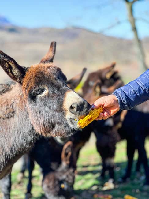 From Split: Sinj's Alka, Eye of the Earth, & Rural Day Trip - The Logistics and Booking Flexibility