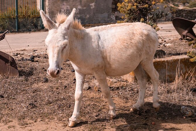 From Stintino: minivan tour of Asinara - Visiting Cala Reale and the Royal Connection