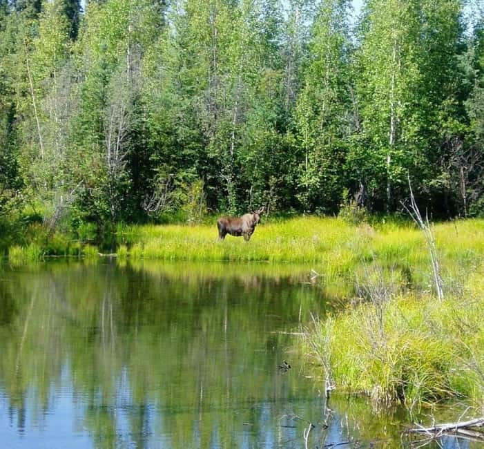 From Stockholm: Moose & Wildlife Safari with Campfire Dinner - Key Points