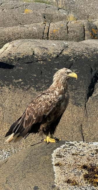 From Svolvær: RIB Boat Lofoten Trollfjord Sea Eagle Safari - Considerations and Tips for Travelers