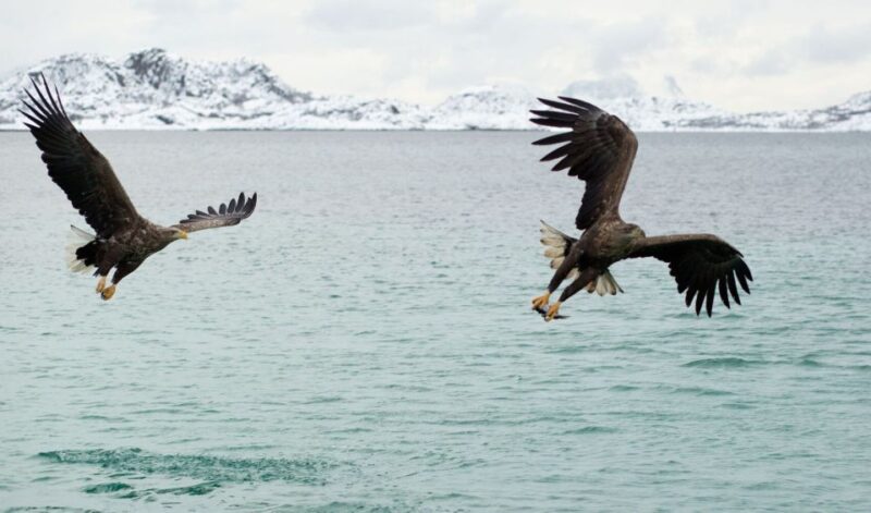 From Svolvaer: Trollfjorden Wildlife RIB Cruise - Wildlife Encounters and Natural Highlights