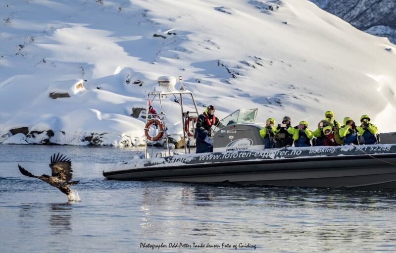 From Svolvaer: Trollfjorden Wildlife RIB Cruise - What to Expect in Terms Weather and Comfort