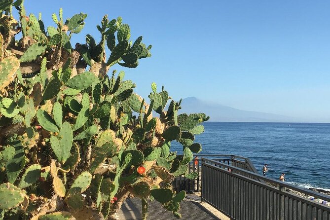 From Syracuse: Ortigia Bike Tour - Practical Details: Meeting Point, Timing, and Group Size