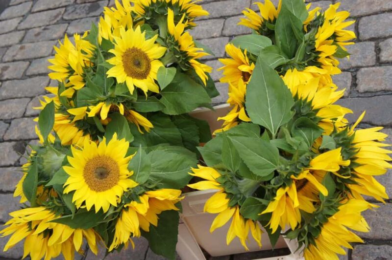 From Tallinn: Day Trip to Helsinki (Ferry, Guide & VIP Car) - The Logistics of the Tallinn to Helsinki Excursion