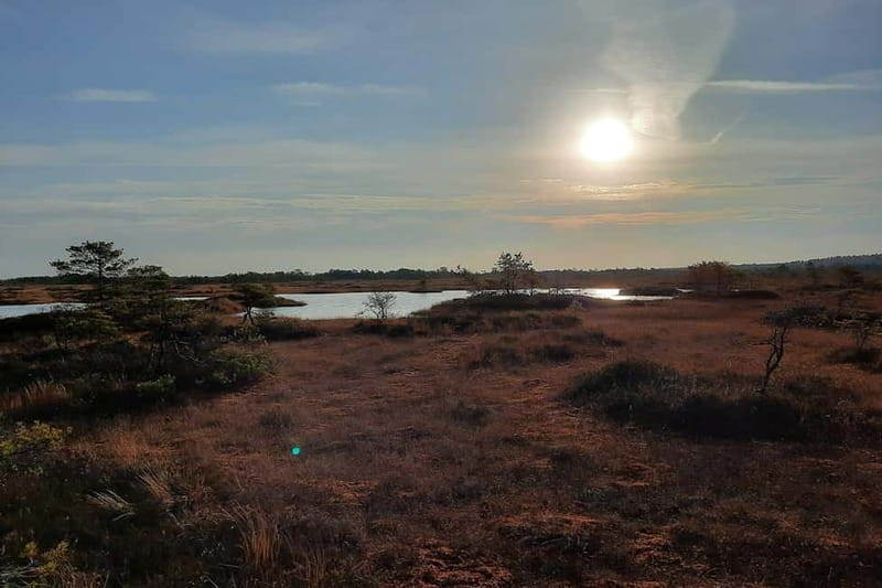 From Tallinn: Guided Bog-Shoe Hiking Tour - Climbing the Kõnnu Suursoo Lookout Tower