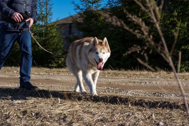 From Tallinn: Husky Park Tour with Cani-Cross Hike - The Cani-Cross Hike in the Estonian Countryside