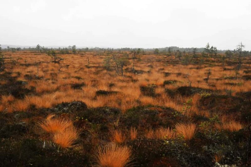 From Tallinn: Jägala Waterfall and Bog Walk Tour - Visiting Estonia’s Largest Natural Waterfall