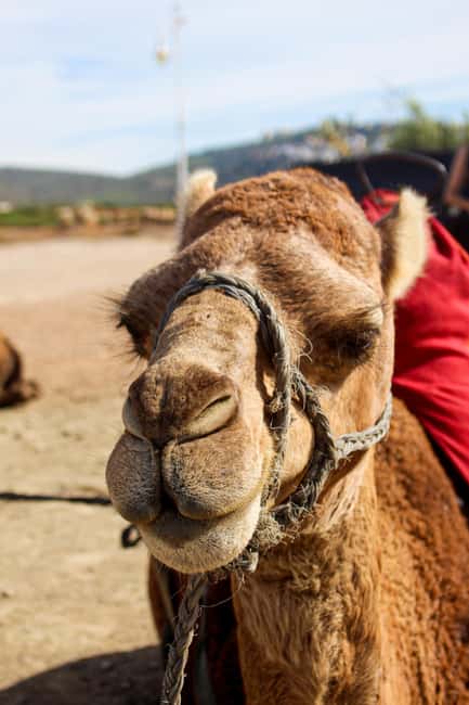 From Tangier: Cap Spartel and Hercules Cave with Camel Ride - The Importance of a Knowledgeable Guide