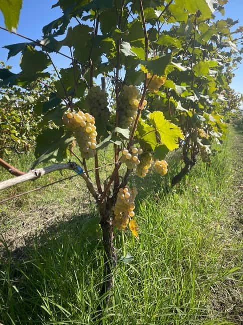 From Tbilisi: Kakheti Day Trip with Wine Tasting - Visiting the Georgian Wine Capital: Telavi