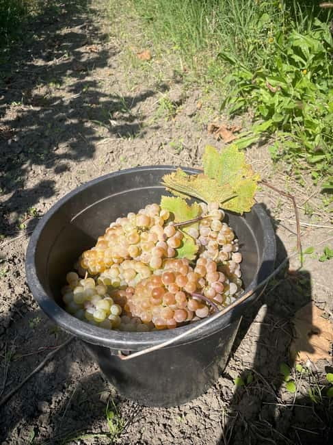 From Tbilisi: Kakheti Day Trip with Wine Tasting - Practical Details and Tour Logistics