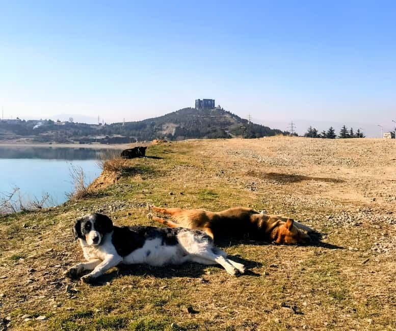 From Tbilisi: Sabaduri, Bears, Jvari & Chronicle of Georgia - Who Will Appreciate This Georgian Adventure?