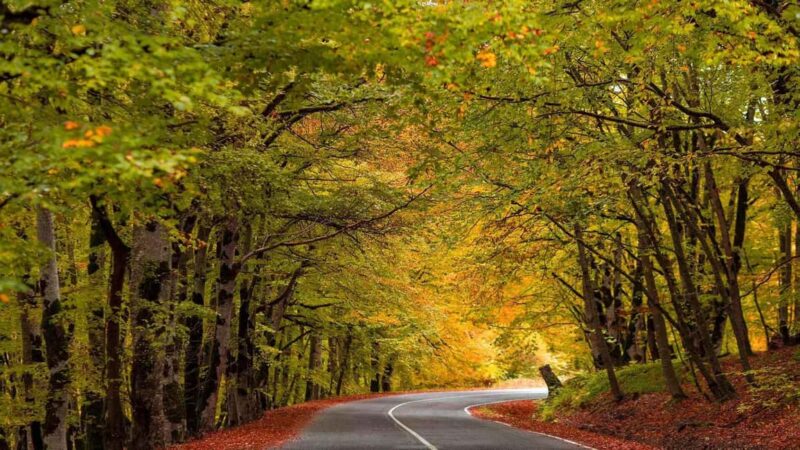 From Tbilisi: Sabaduri Forest, Chronicles & Bear Zoo - The Chronicles of Georgia: A Stonehenge of Georgia