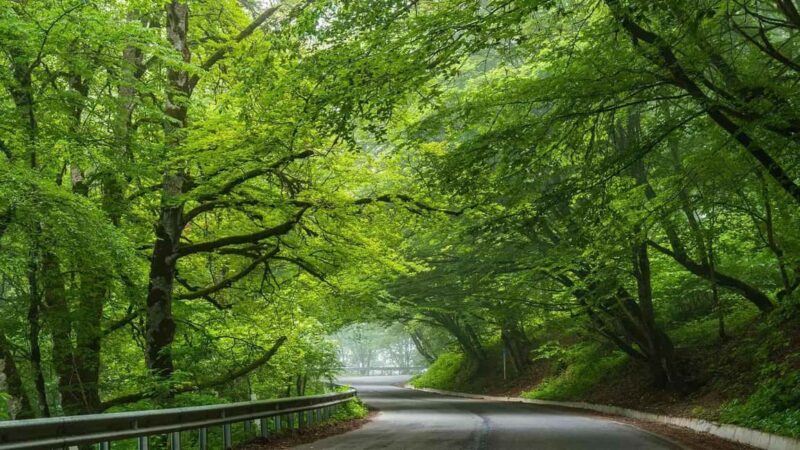 From Tbilisi: Sabaduri Forest, Chronicles & Bear Zoo - Practical Tips: What to Bring and What to Avoid