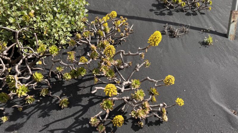 From Tenerife: Day Trip to La Palma Volcanic Landscapes - Visiting the Mirador de La Cumbrecita for Breathtaking Views