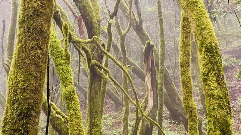 From Tenerife South: La Gomera Full-Day Trip with Transfers - Discovering Garajonay National Park and Laurisilva Forest