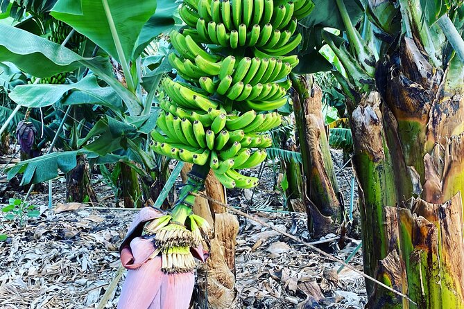 From Tenerife: Tajogaite Volcano, La Cumbrecita and Casco Antiguo - Key Points