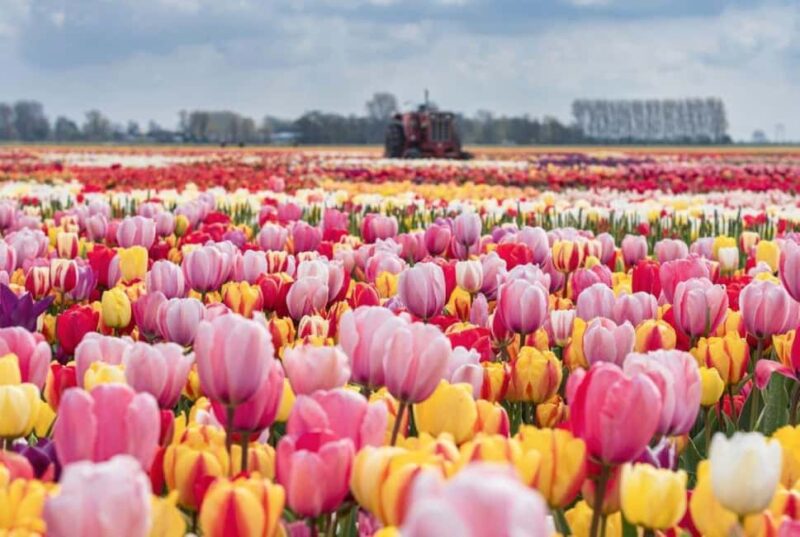 From The Hague: Private Tour To Keukenhof & Tulip Experience - Convenient Private Pick-Up and Drop-Off in The Hague