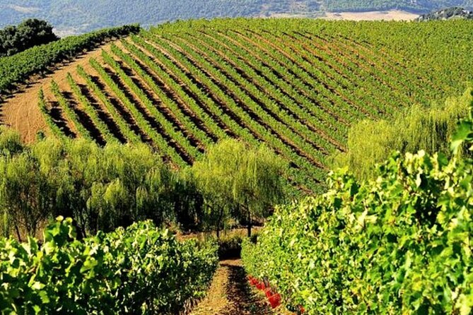 From the Vineyards to the Chalice: A Unique Tasting Experience - Discover a Unique Organic Wine Tasting in Palermo