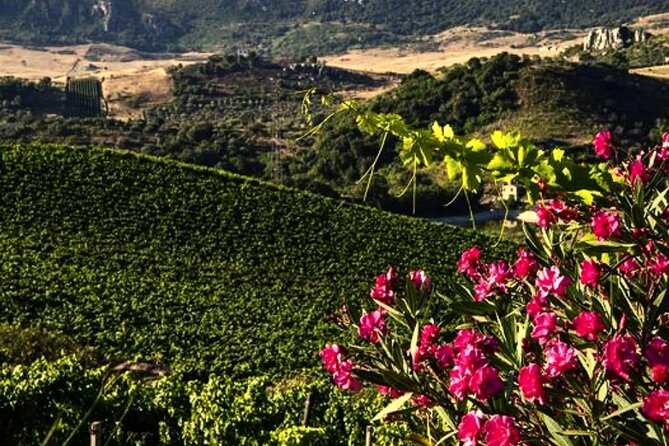 From the Vineyards to the Chalice: A Unique Tasting Experience - Tasting Four Iconic Organic Wines