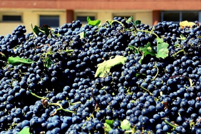 From the Vineyards to the Chalice: A Unique Tasting Experience - Why This Tour Stands Out Among Sicilian Wine Experiences