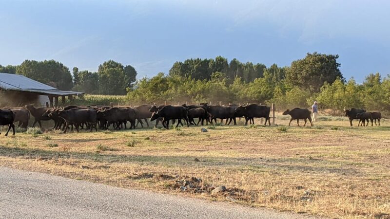 From Thessaloniki: Lake Kerkini, Boat Ride & Winery Day Tour - Unique Day Trip Combining Nature, Food, and Wine from Thessaloniki