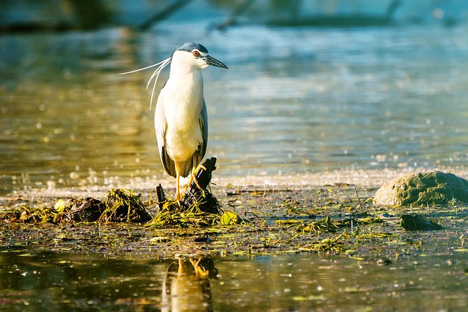 From Thessaloniki: Private Day Trip to Kerkini Lake - Coffee Break and a Visit to the Buffalo Farm