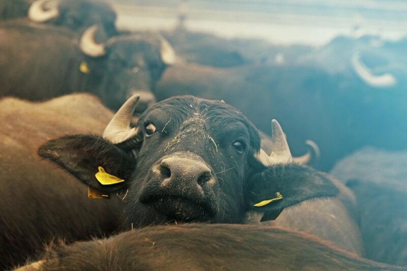 From Thessaloniki: Private Day Trip to Kerkini Lake - Lunch at a Traditional Greek Taverna in Vironia