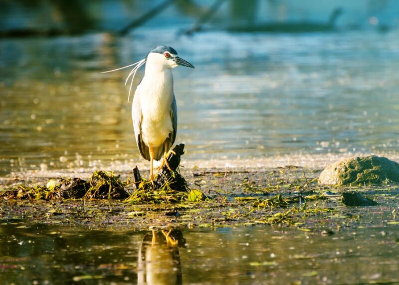 From Thessaloniki: Private Day Trip to Kerkini Lake - Honoring the Natural Environment and Wildlife