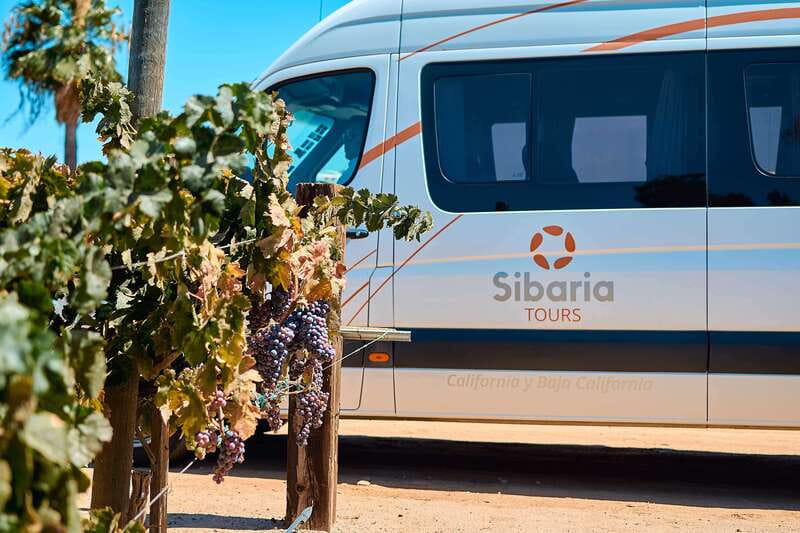 From Tijuana: Valle de Guadalupe Private Winery Tour - Comfortable Transportation and Guided Service