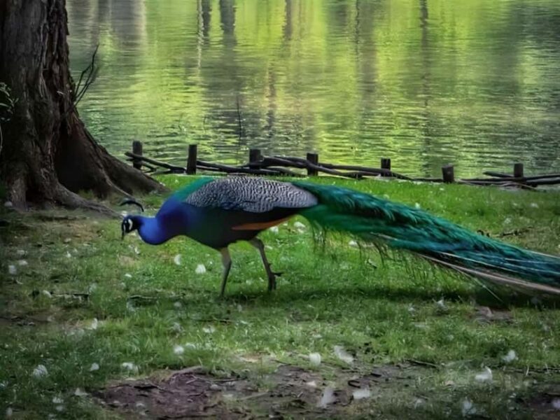 From Tirana 3 Day Lin, Lake Ohrid, Pogradec and Korca - Practical Tips and Considerations