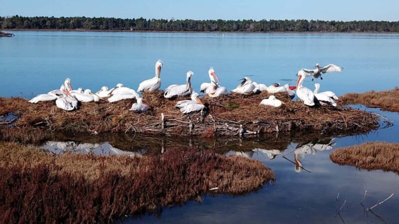 From Tirana: Berat and Karavasta Lagoon Day Trip - Practical Details: Meeting Point, Transport, and Timing