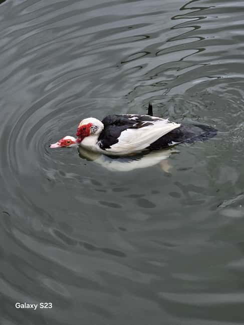 From Tirana: Berat Day Trip with Belshi Lake - Returning to Tirana with Scenic Stops and Local Coffee Breaks