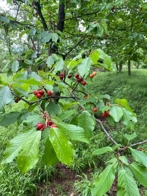 From Tirana/Durres: THINK GLOBAL, ACT AS A LOCAL - Exploring Albania’s Rural Villages Near Tirana and Durrës