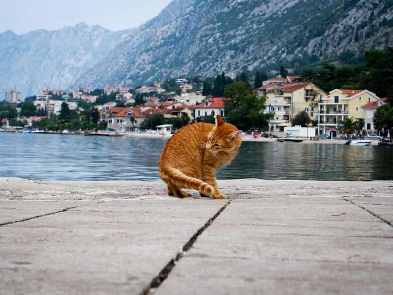 From Tirana: Privat Day Trip to Budva & Kotor in Montenegro - Logistics and Timing of the 11-Hour Trip